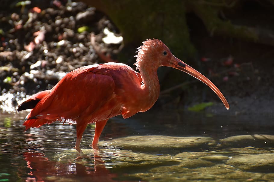 ibis, eudocimus ruber, ibis merah, bulu, kebun binatang, hewan, tierpark hellabrunn, tema hewan, satwa liar, hewan di alam liar
