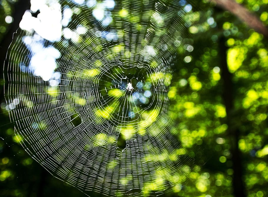 web, spider, nature, pattern, design, spider web, plant, close-up, fragility, tree