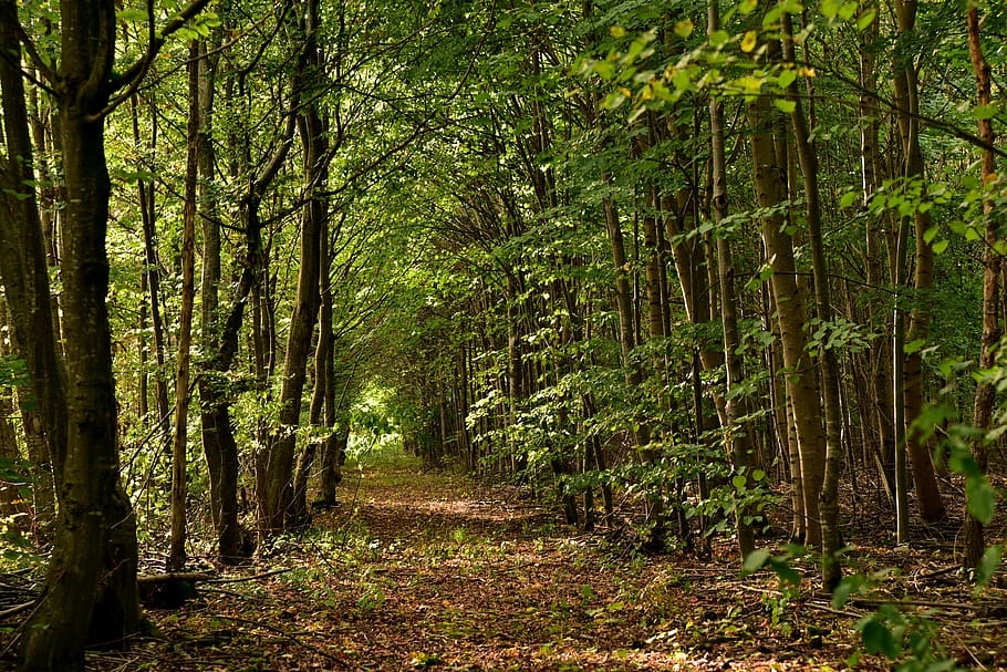 bosque, lejos, camino forestal, árboles, naturaleza, recuperación, pacífico, verde, caminar, vacaciones