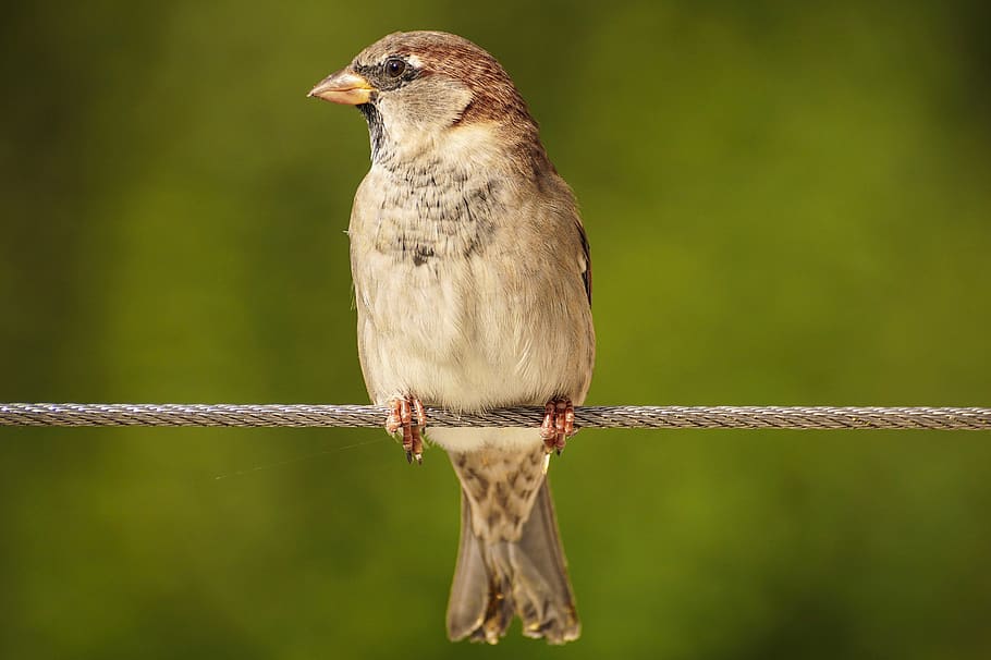 sparrow, sperling, bird, nature, feather, plumage, close up, cheeky, animal world, bill