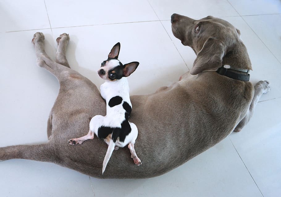 chihuahua, weimaraner, dogs, puppy, animal, friendship, canine, pet, funny, cute