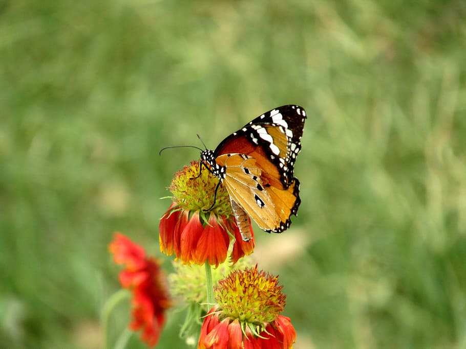 бабочка, сидя, цветок, лето, насекомое, цветочные, аромат, сад, красивые, красочные