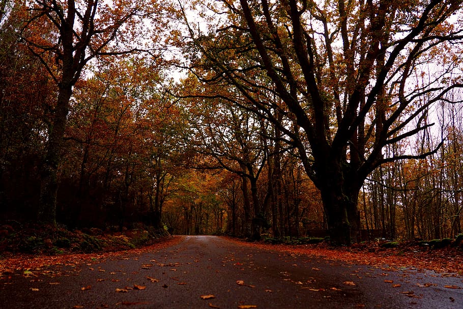 autumn, road, trees, galicia, ourense, color, ribeira sacra, tourism, via, trail