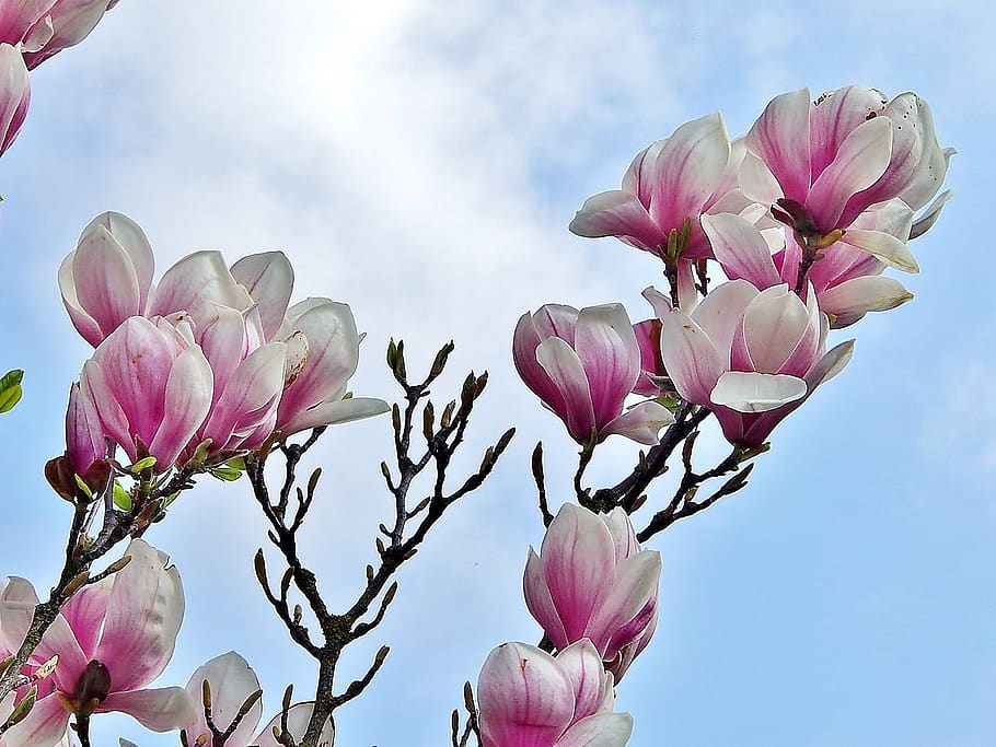 Magnolia, flor, planta, naturaleza, primavera, púrpura, rosa, flores, color rosado, planta floreciendo