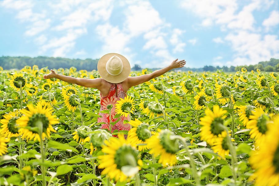 sunflowers, field, woman, yellow, summer, blossoms, blooms, flowers, happy, sunny