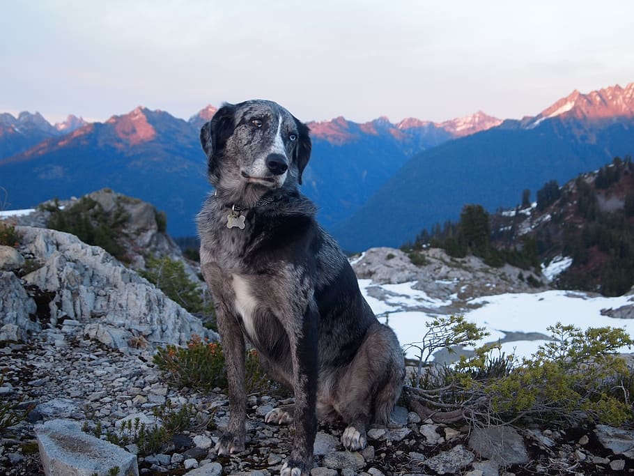 perro, pastor australiano, perro callejero, raza mixta, puesta de sol, montañas, cascadas del norte, estado de washington, horizonte, montaña