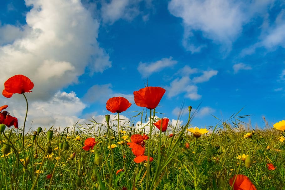 spring, field, nature, poppies, daisies, flowers, cereals, landscape, fields, barley