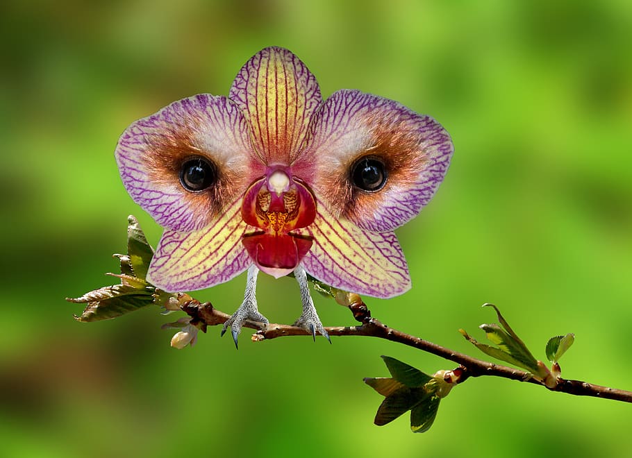 digiart, photoshop art, nature, orchid, owl, eulchidee, flower, branch, plant, composing