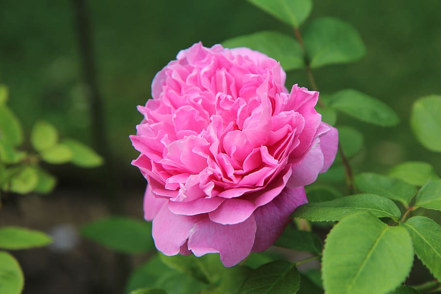 rosa inglesa, rosa, rosal, rosa rosa, flor rosa, planta, belleza en la  naturaleza, flor, planta floreciendo, color rosado | Pxfuel