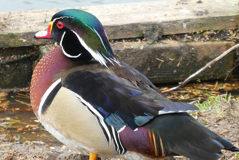 mandarin duck, asian bird, eendensoort, feathers, colors, petting, bird, colorful, nature, plumage