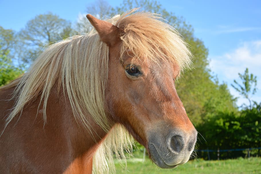 shetland pony, small horse, pony sorrel, mane washed, brown, portrait animals, horseback riding, mane, pre, small-horse