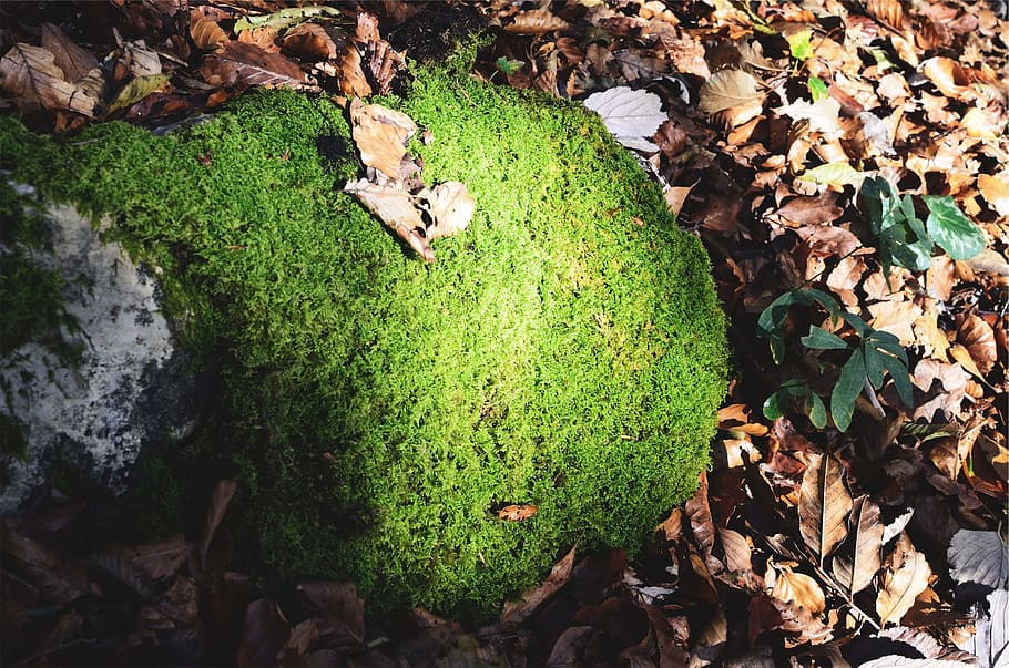 moss, leaves, leaf, plant part, green color, nature, plant, day, growth, land