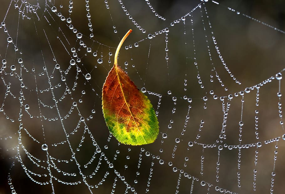 spider web, drops, dew, morning, autumn, water, wet, drop, close-up, fragility