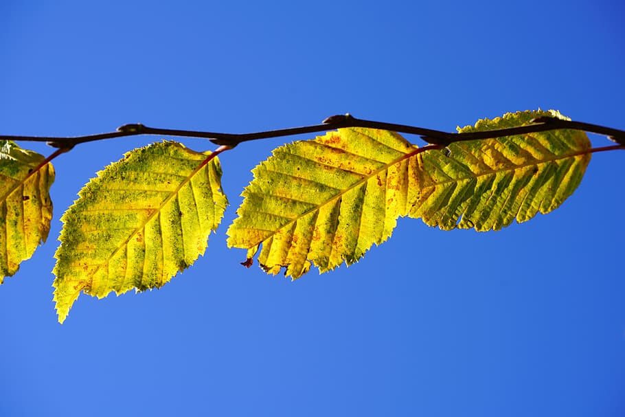 leaves, fall color, fall foliage, autumn colours, hornbeam leaves, branch, sky, blue, clear sky, leaf