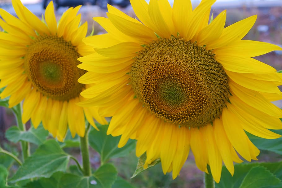 sunflower, plant, flower, nature, agriculture, field, flowering plant, yellow, freshness, petal