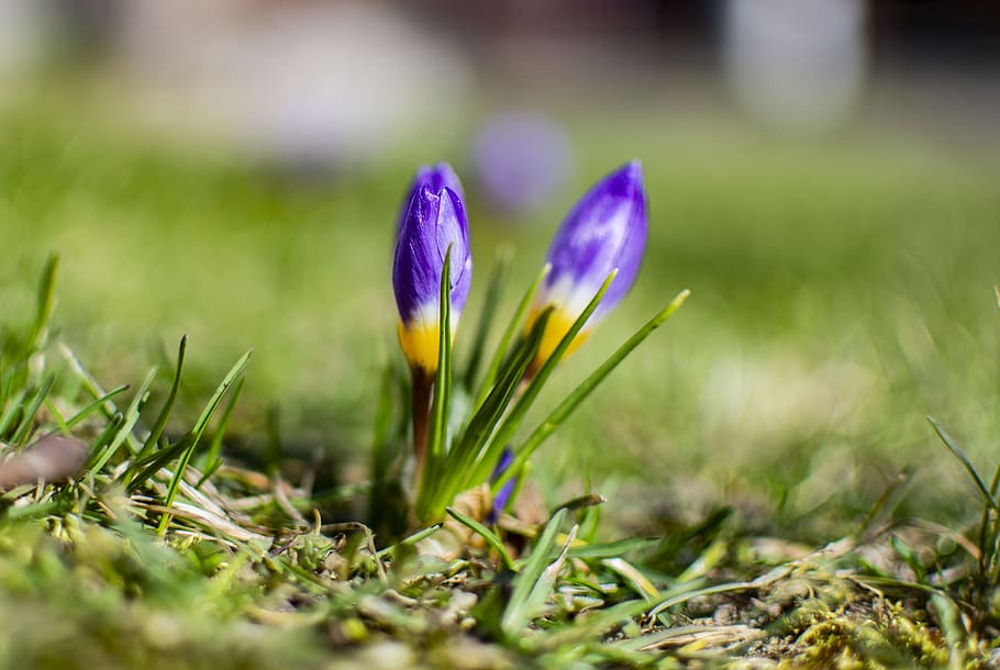 spring, blue sky, easter, nature, field, white, happiness, outdoor, crocuses, flowers