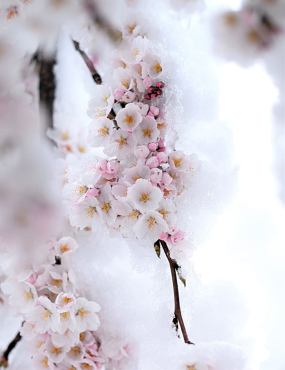 snow, spring, beautiful, nature, white, flowers, plants, winter, garden, landscape