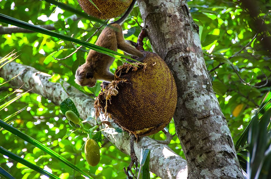 jackfruit, tropical, árbol, comida, delicioso, saludable, asiático, macaco toque, mono, comer