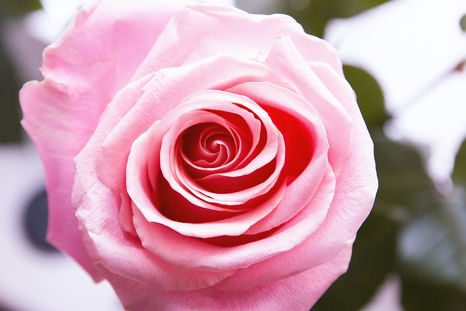 detalhe, linda, rosa, rosas, amor, flor, rosa - flor, planta de florescência, close-up, beleza da natureza