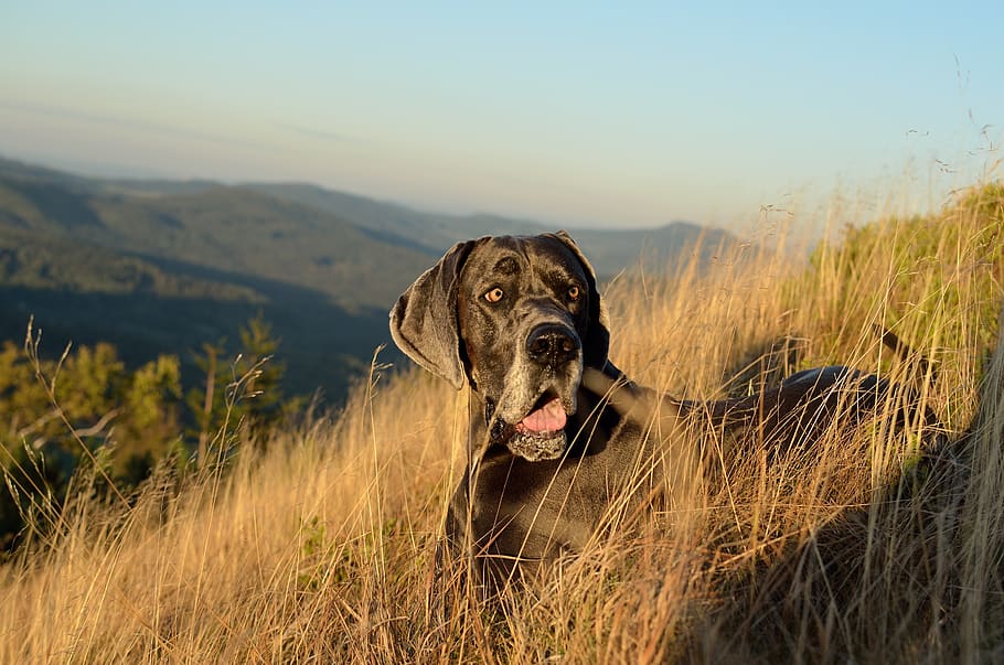great dane, watches, autumn, one animal, dog, canine, pets, domestic animals, mammal, domestic