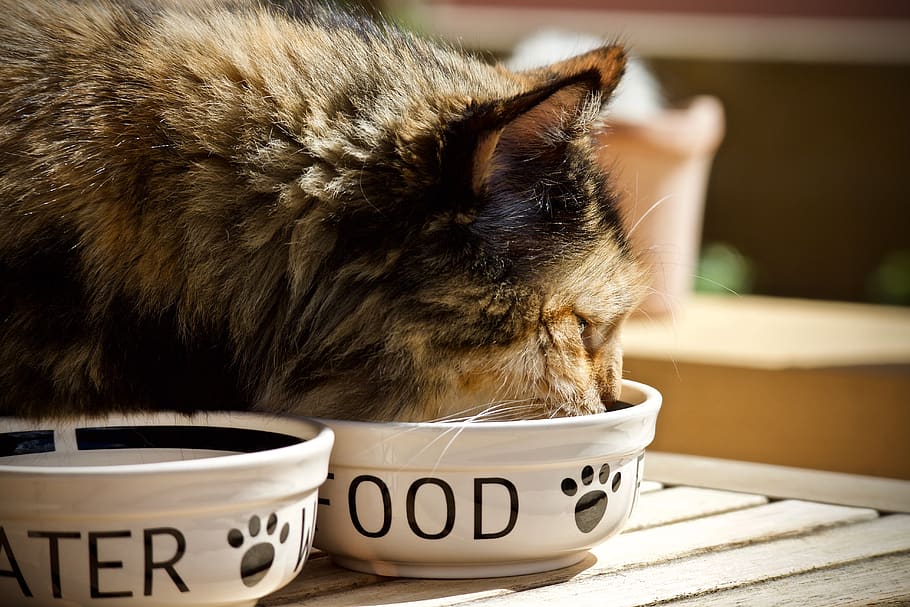 cat, feline, bowl for animals, pet, domestic cat, spotted, hair, appetite, soft, tenderness