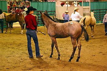 montana-horse-auction-horse-filly-colt-royalty-free-thumbnail.jpg