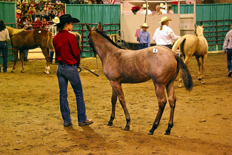 montana horse auction, horse, filly, colt, equine, animal, mane, pony, cute, petit