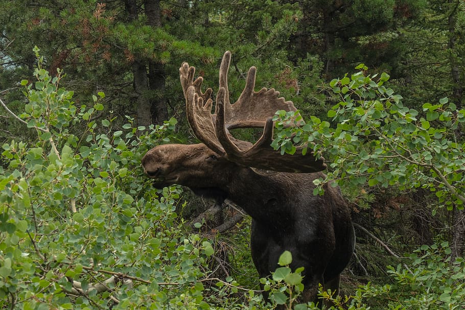 moose, wildlife, animal, antlers, plant, animal wildlife, animal themes, mammal, tree, antler