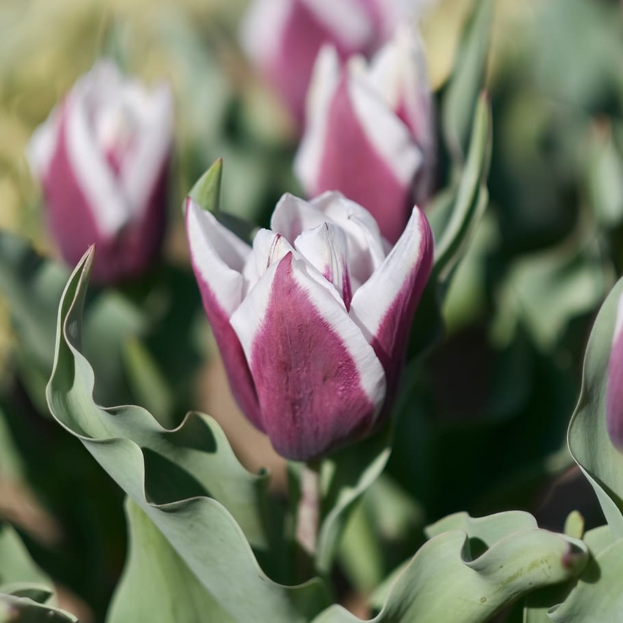 Bunga Tulip Ungu Putih Taman Tanaman Berbunga Keindahan Di Alam Tanaman Kerentanan Daun Bunga Pxfuel