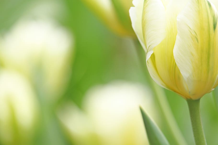 white tumor, tulip, spring, white, flower, blossom, bloom, flora, garden, frühlingsanfang