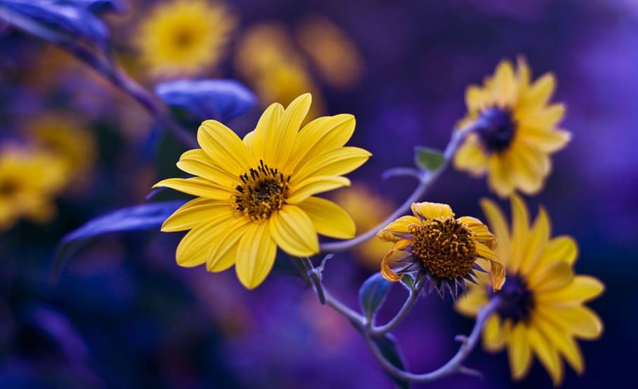 flores, naturaleza, flor, romántico, flora, planta floreciendo, frescura, amarillo, belleza en la naturaleza, planta
