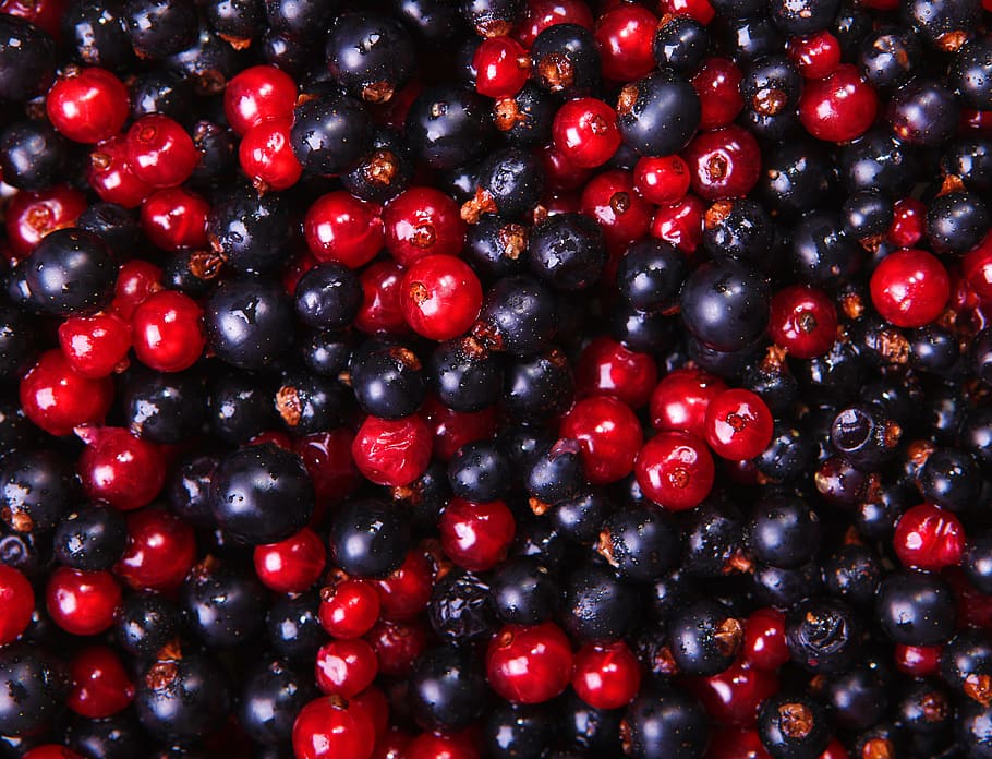 latar belakang, memetik, hitam, blackberry, blackcurrant, blueberry, tanaman, kismis, makanan, segar