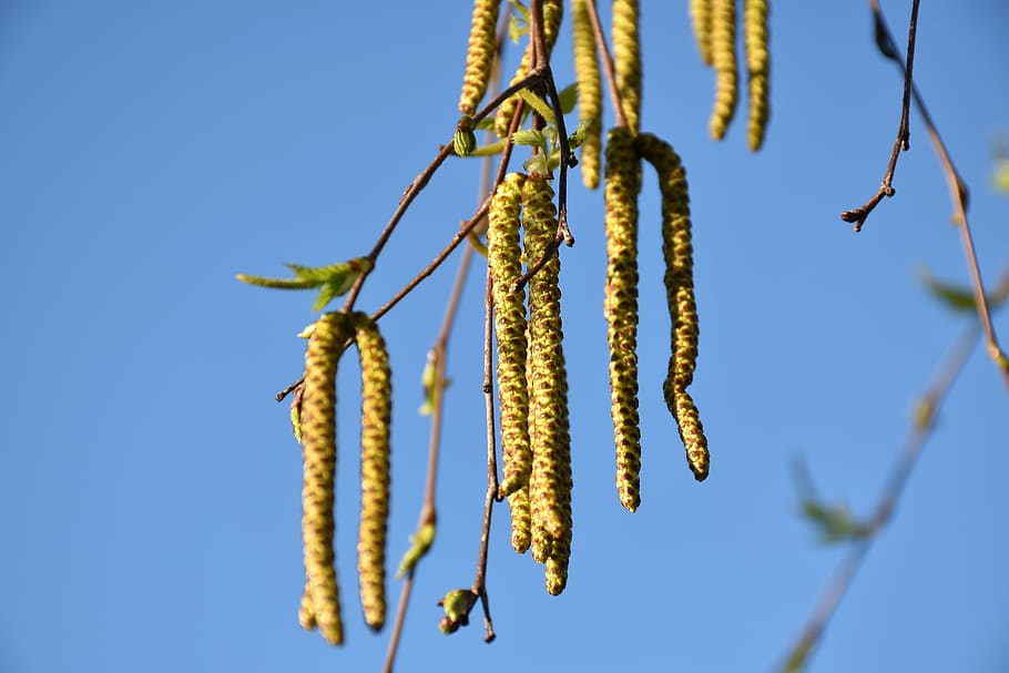 birch tree, catkins, green, blue sky, wind, nature, outdoor, plant, growth, pussy willow