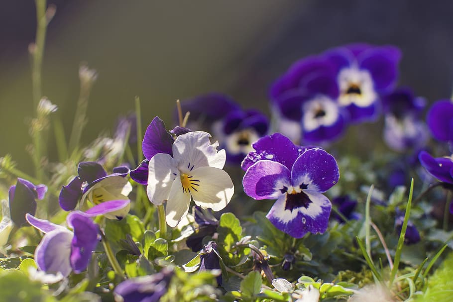 flowers, violets, garden, nature, flower, violet, colorful, flowering, plants, dreamy