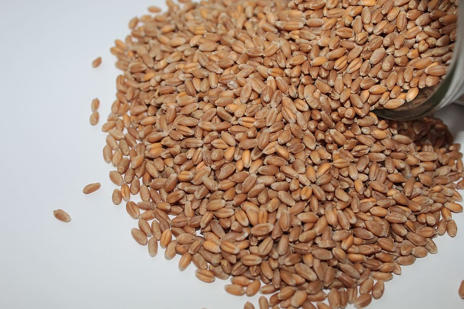 semillas de trigo, trigo, semillas germinadas, frascos, vidrio, semillas de colina, alimentos saludables, nutrición en vivo, saludable, prevención
