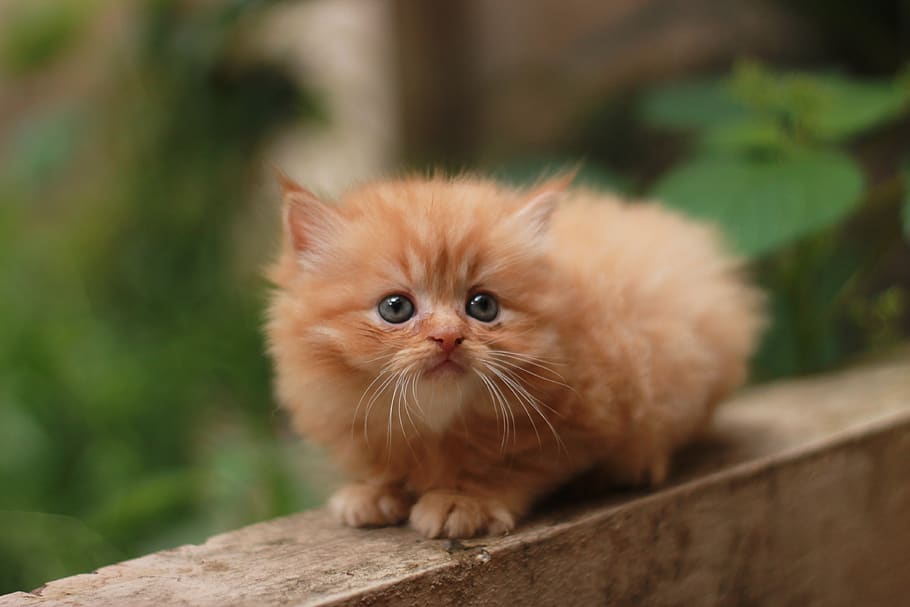 cat, kitten, persian, cute, pet, adorable, portrait, feline, fluffy, hairy