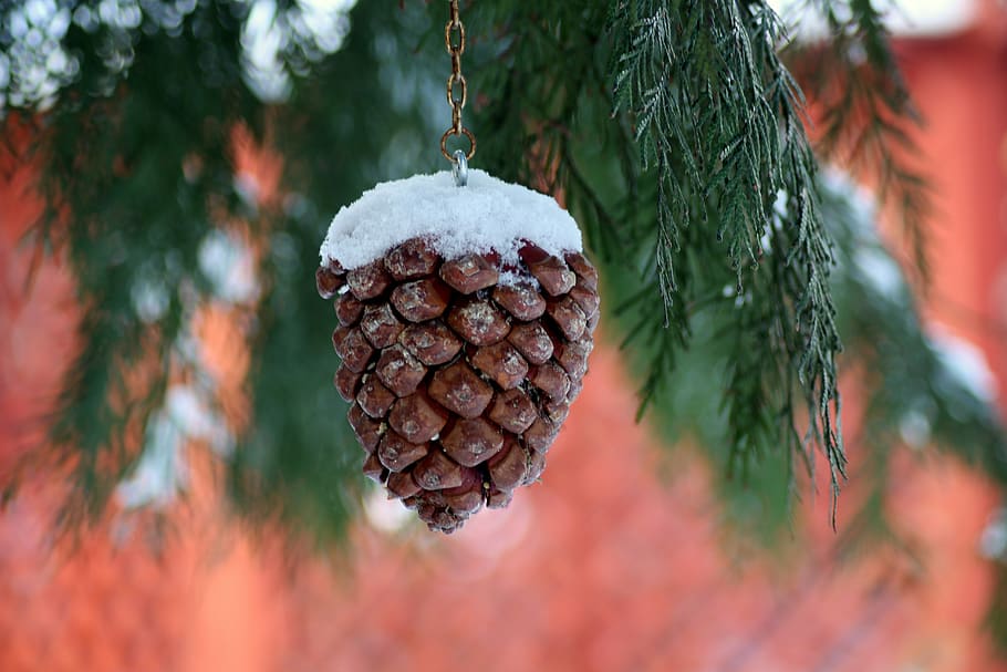 pine cone, food for the birds, winter, snow, january, scenery, tree, hanging, close-up, plant
