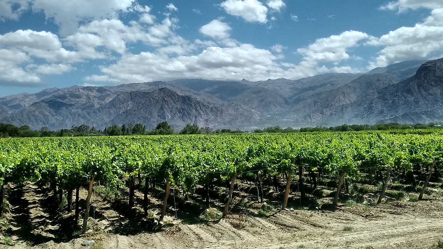 cafayates, argentina, vineyards, landscape, vineyard, wine, scenics - nature, beauty in nature, mountain, cloud - sky