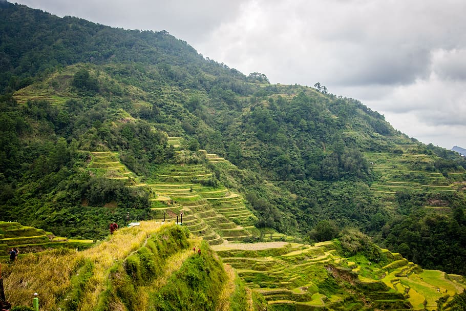 philippines, rice terraces, banaue, plant, scenics - nature, tree, green color, growth, cloud - sky, beauty in nature