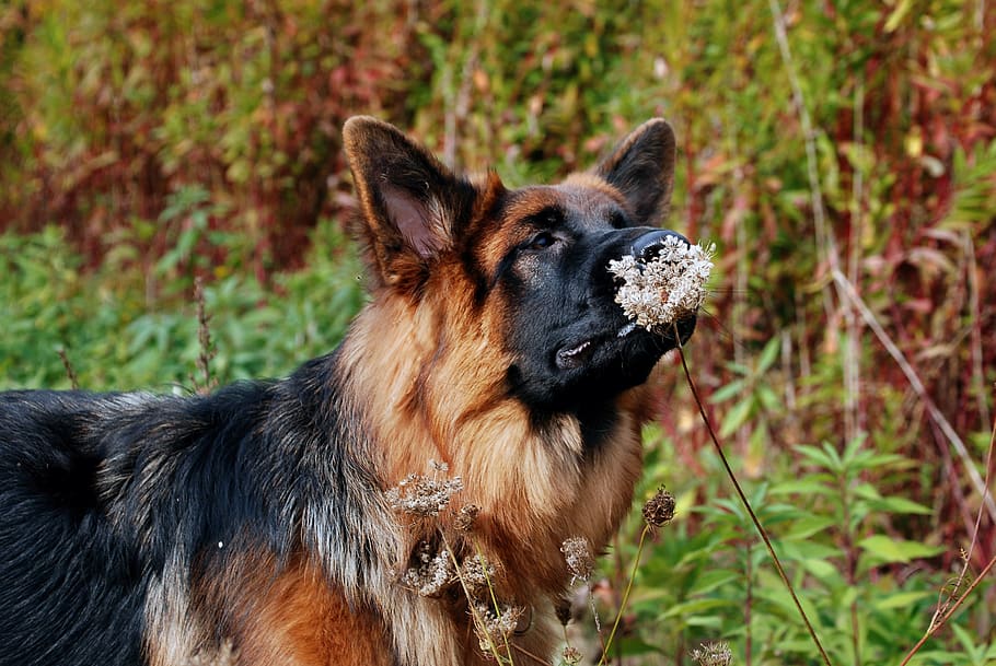 schäfer dog, dog, german shepherd, pet, animal, dog breeds, play, friend, race, fragrance