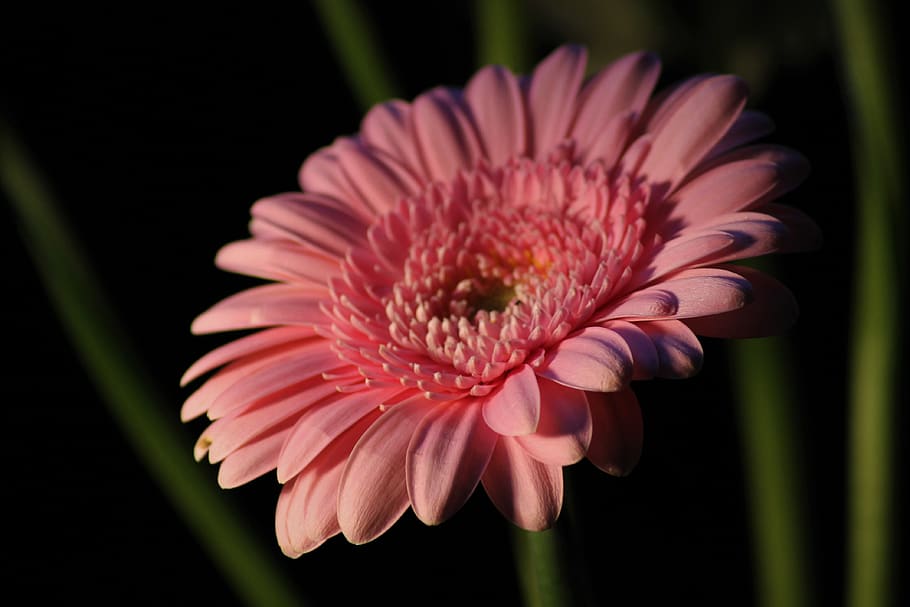 gerbera, background, nature, macro, flower, flowers, summer, pink, close up, flowering plant