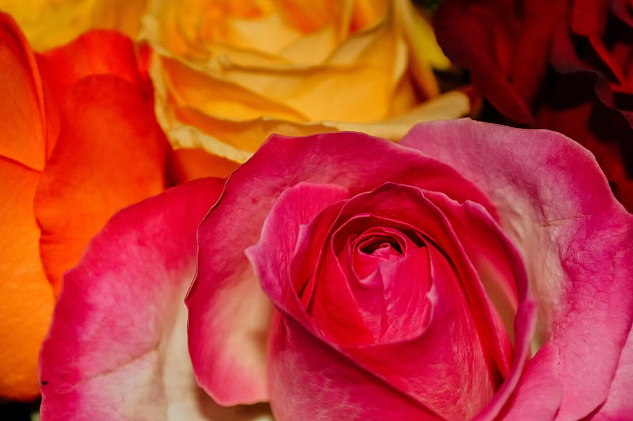 international women's day, march 8, spring, holiday, march, congratulations, love, flowers, postcard, roses