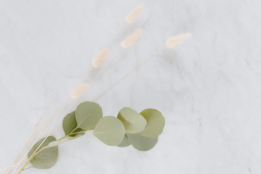 dried, flowers, eucalyptus, white, marble, dried flowers, white marble, minimal, bright, flatlay