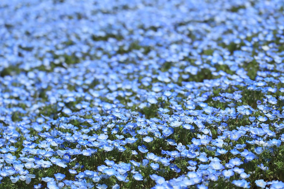 natural, flowers, spring, nemophila, blue, 瑠璃唐草, outdoors, plant, full frame, cold temperature