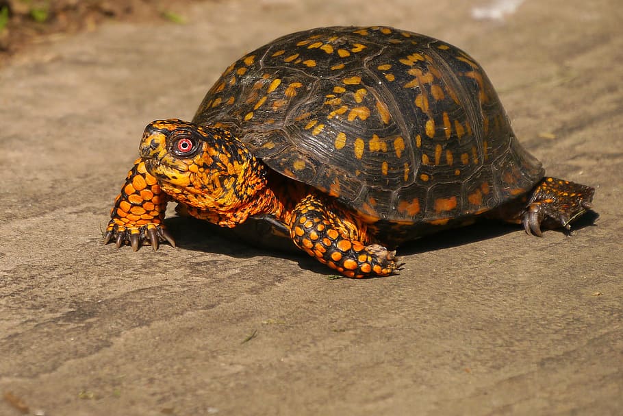 box turtle, crawling, along, pavement., land turtles, eastern box turtle, orange turtle, turtle images, turtle photos, turtle pictures