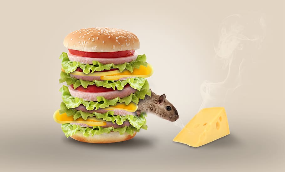 cheese, burger, junk, food, animal, mouse, fast food, food and drink, sandwich, hamburger
