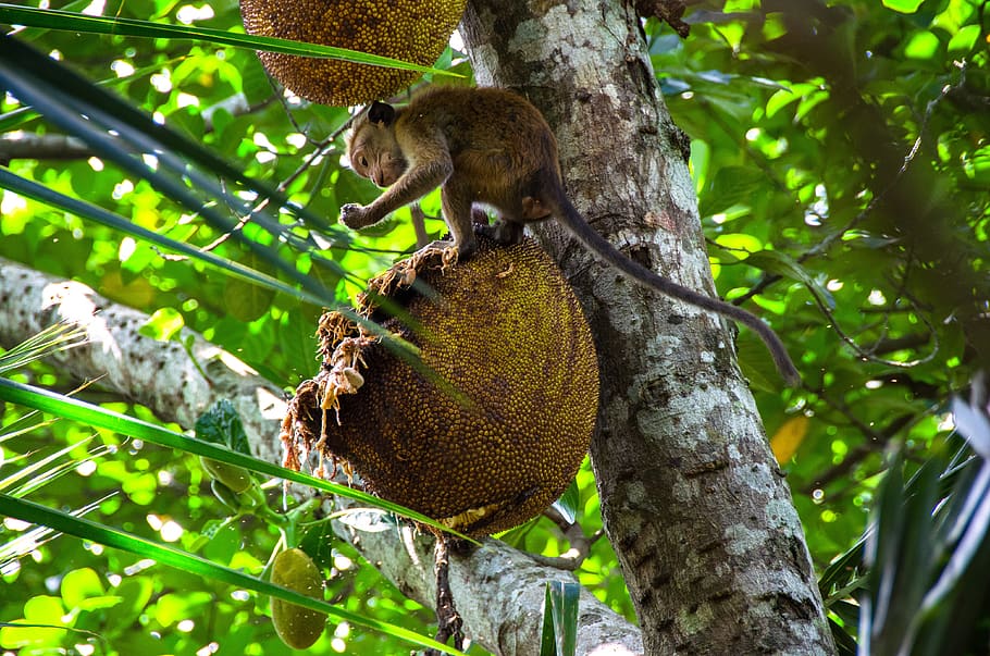 jackfruit, fruit, tropical, tree, food, delicious, healthy, asian, toque macaque, monkey