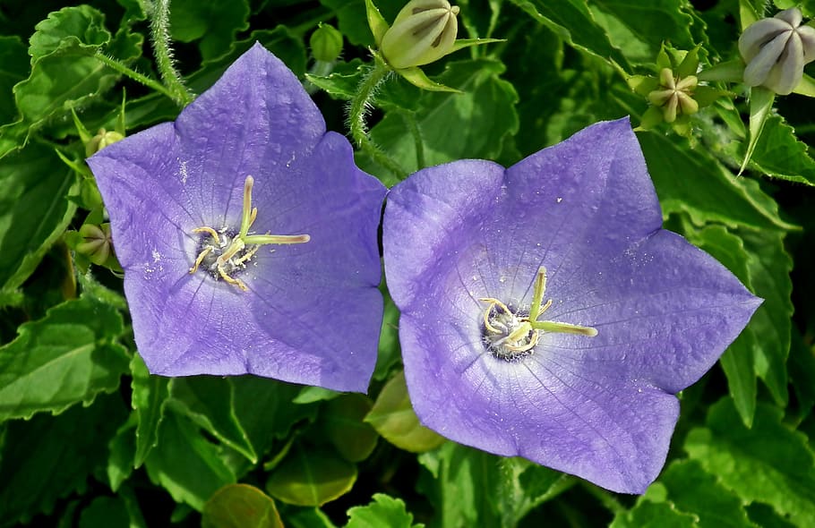 rozwar, flores, azul, primer plano, naturaleza, jardín, primavera, hermosa, los pétalos, floreciente