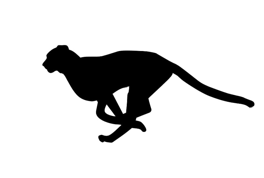 silhouette, cheetah, run, african, wildlife, speed, big, cat, carnivore, fast