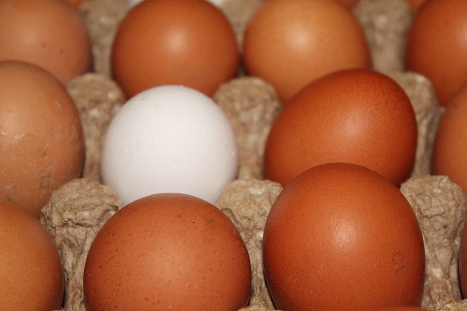 huevos, pollo, huevo, comida, nutrición, pascua, hay, primavera, blanco, comestible